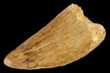 Serrated, Carcharodontosaurus Tooth - Real Dinosaur Tooth #159489-1